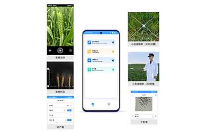 凉山彝族自治州小麦亩穗数分析仪IN-XM…