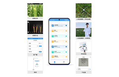 凉山彝族自治州小麦表型测量仪IN-XM05